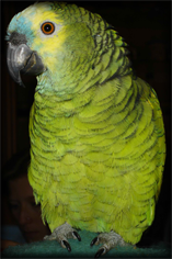 Laura